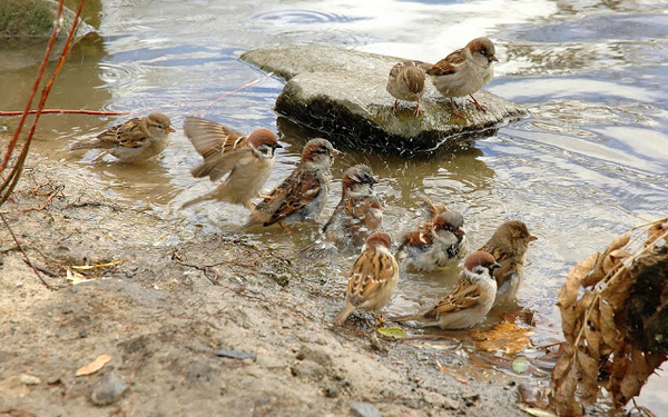 wallpaper-of-a-group-of-sparrows-taking-a-bath-hd-birds-wallpaper