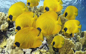 wallpaper-of-a-group-tropical-yellow-fish-hd-fish-wallpapers