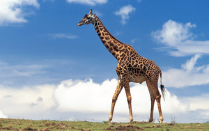 wallpaper-of-a-huge-walking-giraffe-hd-giraffes-wallpappers