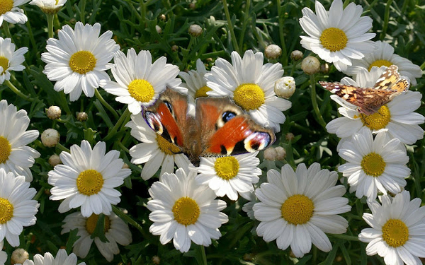 wallpaper-of-a-orange-butterfly-sitting-on-white-flowers