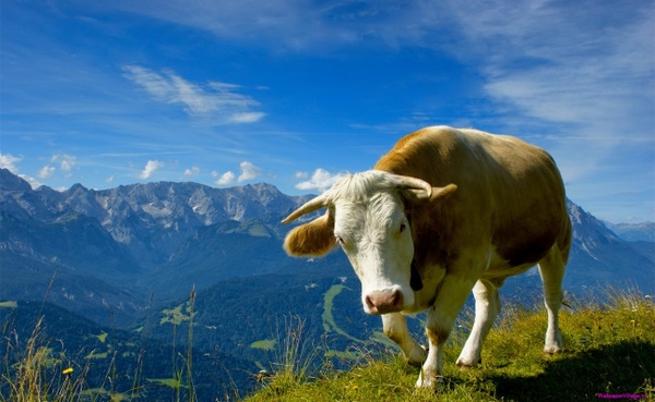 alpine-cow_372131223