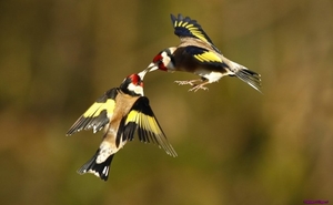 birds-goldfinches_1847976557