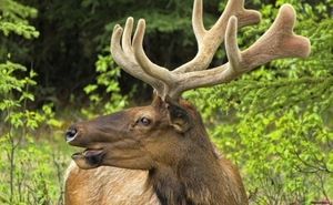 moose-deer-hd_1853084767