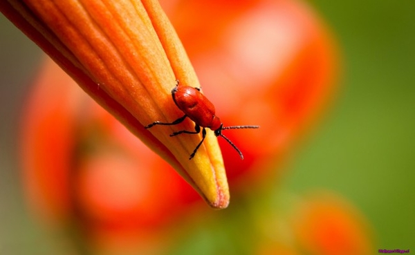 orange-bud-insect_1625802276