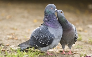 pigeon-kissing_1839210915