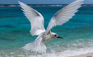 white-tern_1653371749