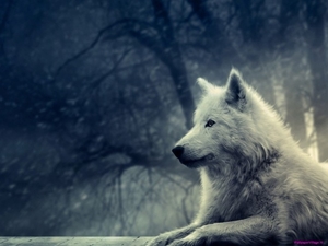 white-wolf_975283390