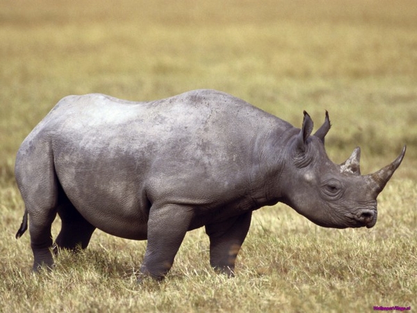 wild-rhino_595600451