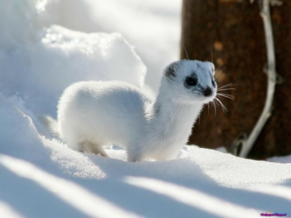 winter-ferret_959503657