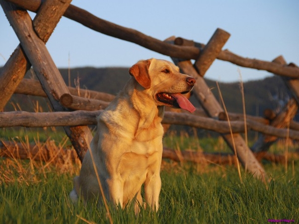 yellow-labrador-retriever_190776354