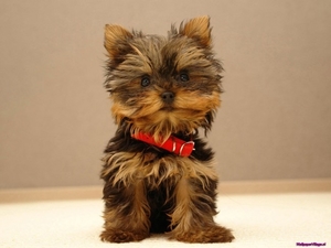 yorkie-puppies_1229948142