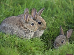 young-rabbits_923932189