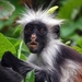 zanzibar-red-colobus-monkey_2091781786
