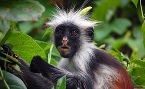 zanzibar-red-colobus-monkey_2091781786