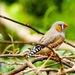 zebra-finch-bird_1147829749