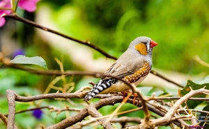 zebra-finch-bird_1147829749