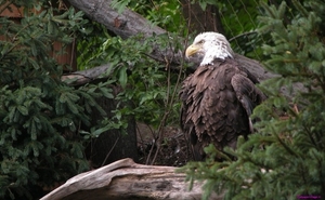 bald-eagle-back_1013267377