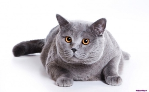 big-gray-cat_462806494