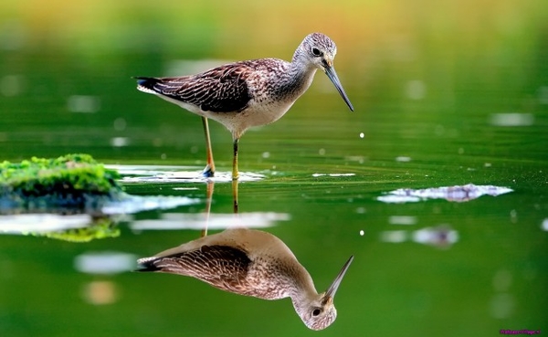 bird-green-water-reflection_1212375920