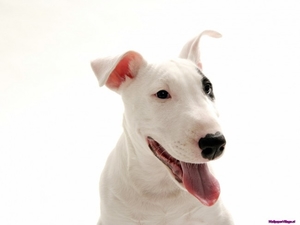 bull-terrier_794986038