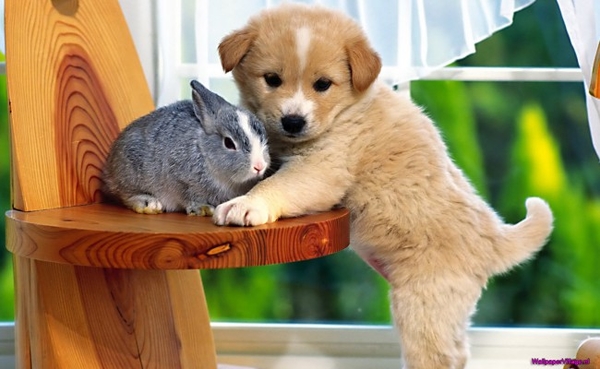 bunny-and-puppy_1635627372