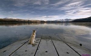 dog-at-a-lake_1521931296