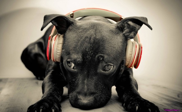 dog-headphones_1836102690