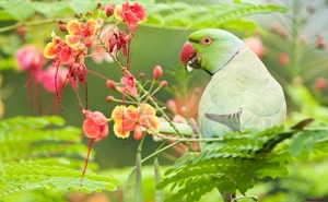 green-parrot-bird-with-flowers_1265100738