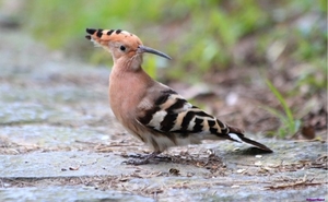 hoopoe-bird-on-land_219220524