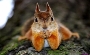 squirrel-face_709931966