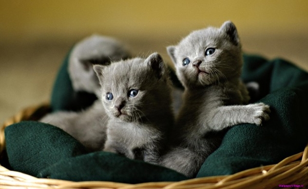 twin-kittens_1399779027