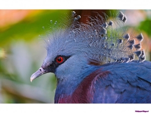 victoria-crowned-pigeon_1273488987