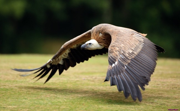 vulture_300415269