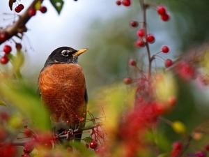 waxwing_361744072