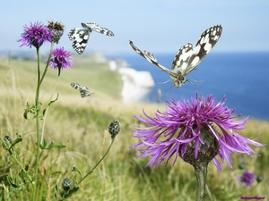 white-butterflies_2065365254