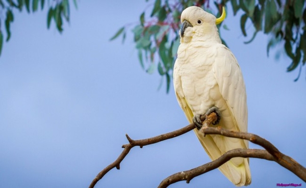 white-cockatoo_370199812