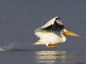 white-pelican_2002552556