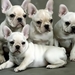 Bulldog_puppies_1366x768_laptop_wallpapers