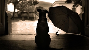 Dog_waits_1366x768_netbook