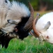 Domestic_goats_netbook_laptops_1366x768