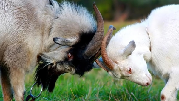 Domestic_goats_netbook_laptops_1366x768