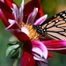 Flowers_and_butterfly_netbook_laptops