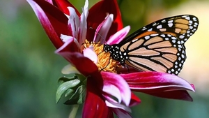 Flowers_and_butterfly_netbook_laptops