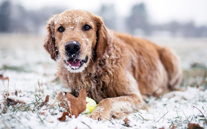 hd-wallpaper-dog-in-the-snow