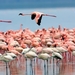 Lake_pink_flamingos_1366x768_hd_wallpaper