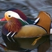 Mandarin_Duck_netbook_laptops_1366x768