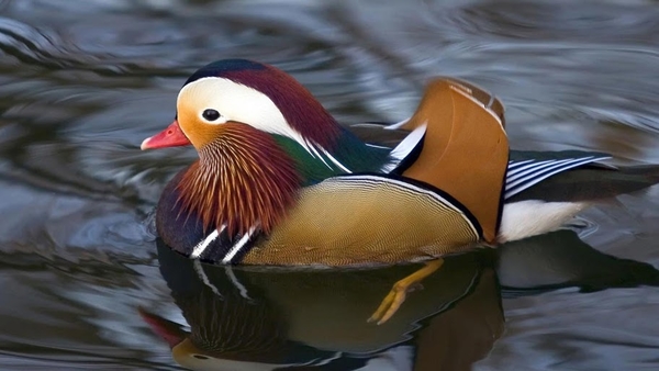 Mandarin_Duck_netbook_laptops_1366x768