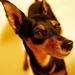 Miniature_pinscher_PC_netbook