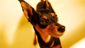 Miniature_pinscher_PC_netbook