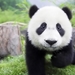 Baby_Panda_hd_laptop_1366x768